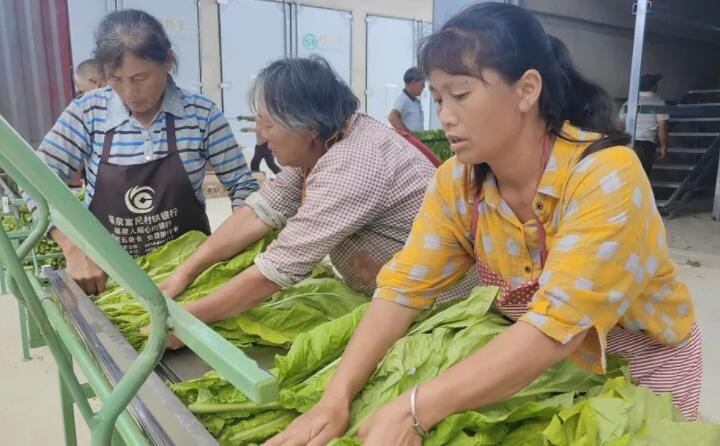 福泉：生物质颗粒智能化烘烤 助力烤烟产业提质增效