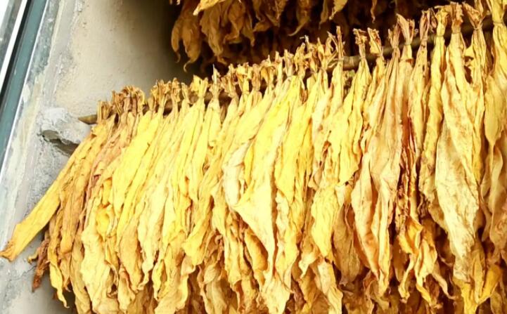 湖北秭归烟草：“低碳”助力绿色发展