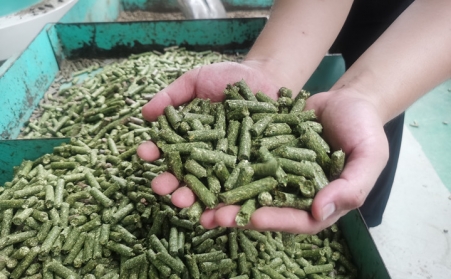 河北生物质午夜福利大片加工的颗粒为什么会变黑？